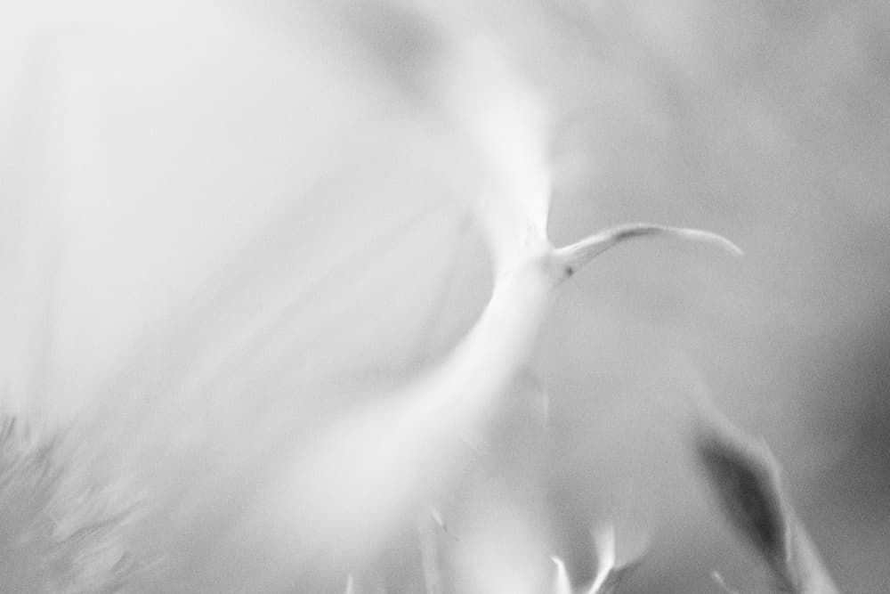 Soft Organic Abstract by Lynann Colligan — canvas wall art