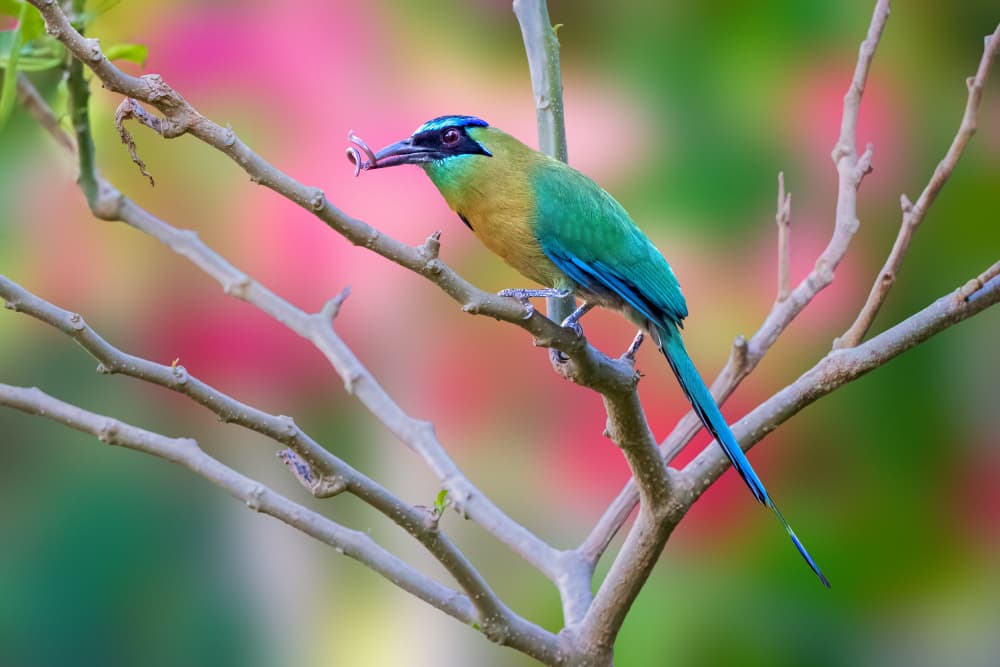 Vibrant Tropical Motmot by Serena Duan — canvas wall art