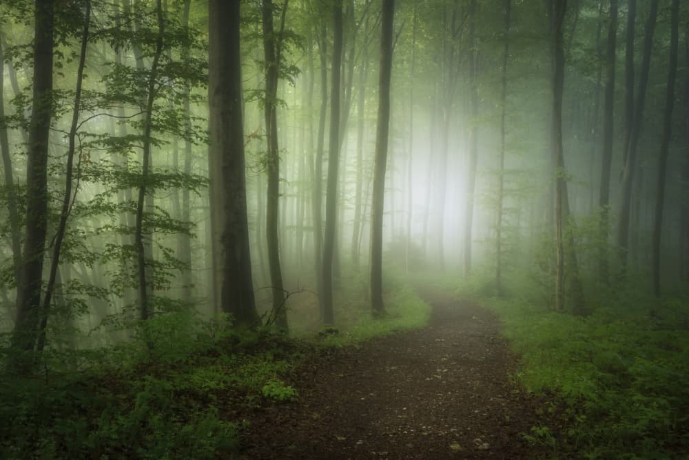 Misty Forest Path by Norbert Maier — canvas wall art