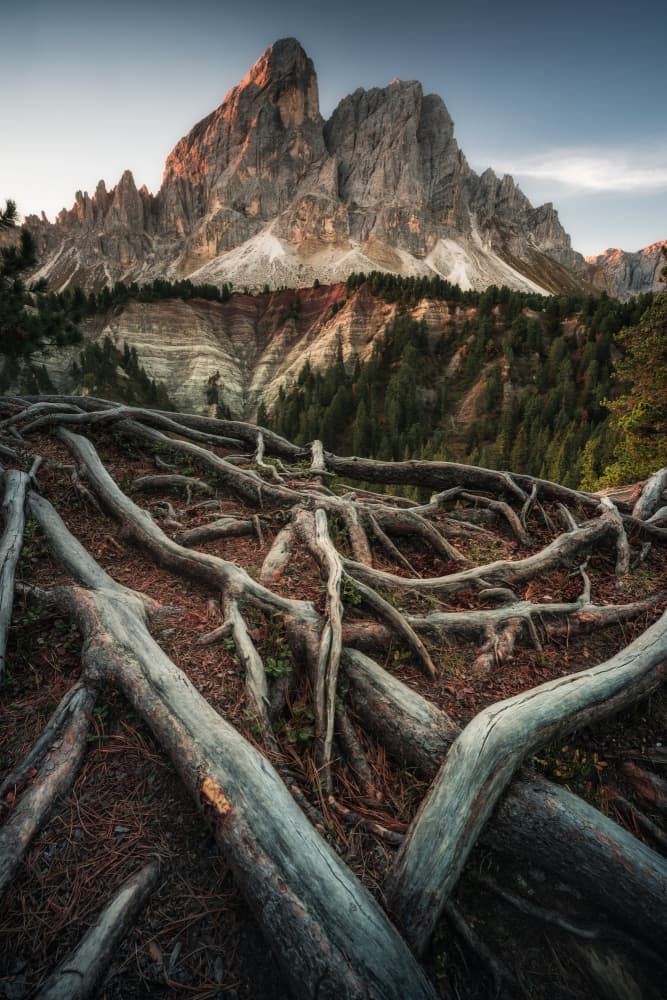 Alpine Roots And Peaks by Andrea Maestosi — canvas wall art