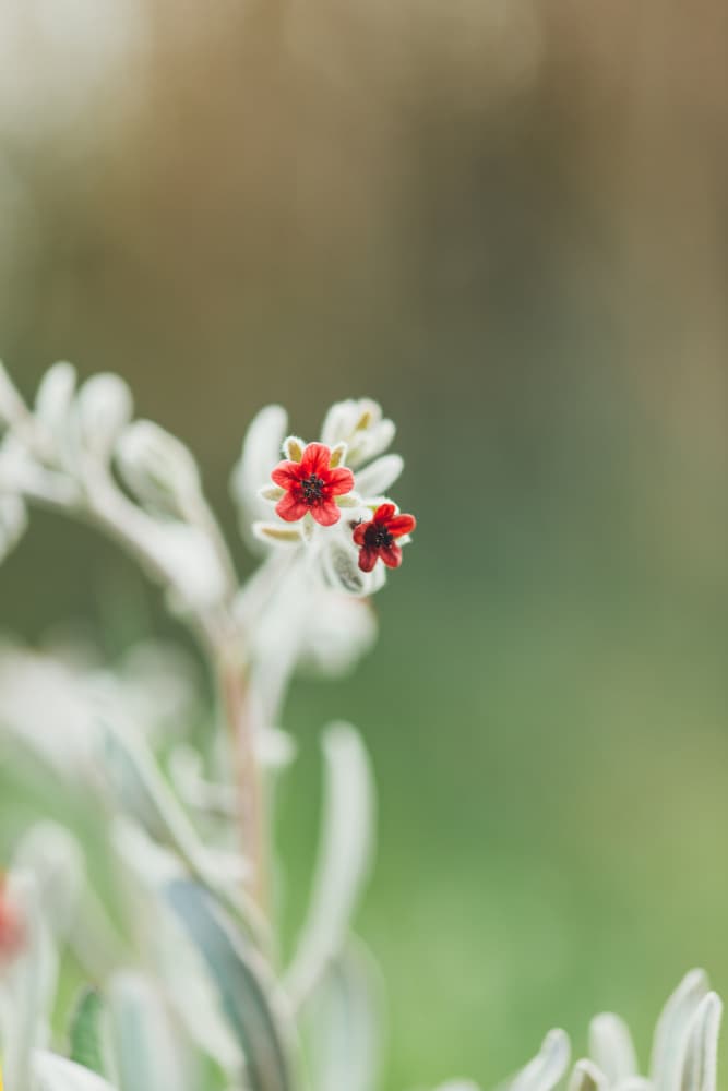 Tiny Red Blossoms by Javier Pardina — canvas wall art