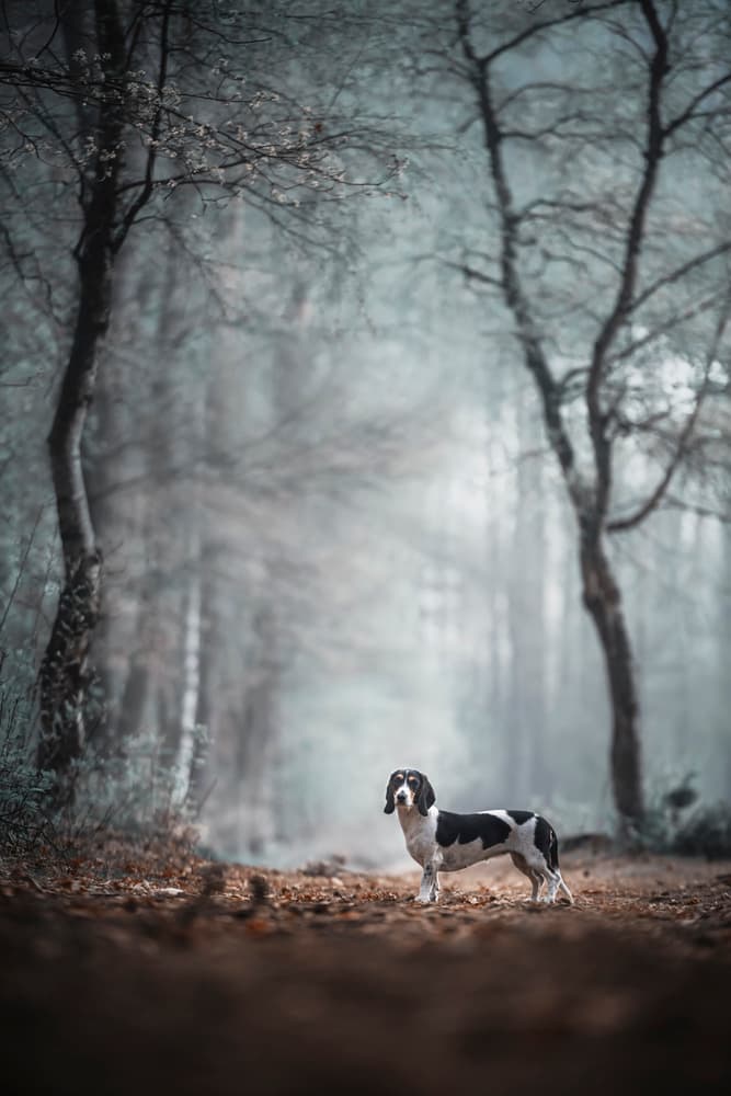 Dog In Misty Forest by Heike Willers — canvas wall art