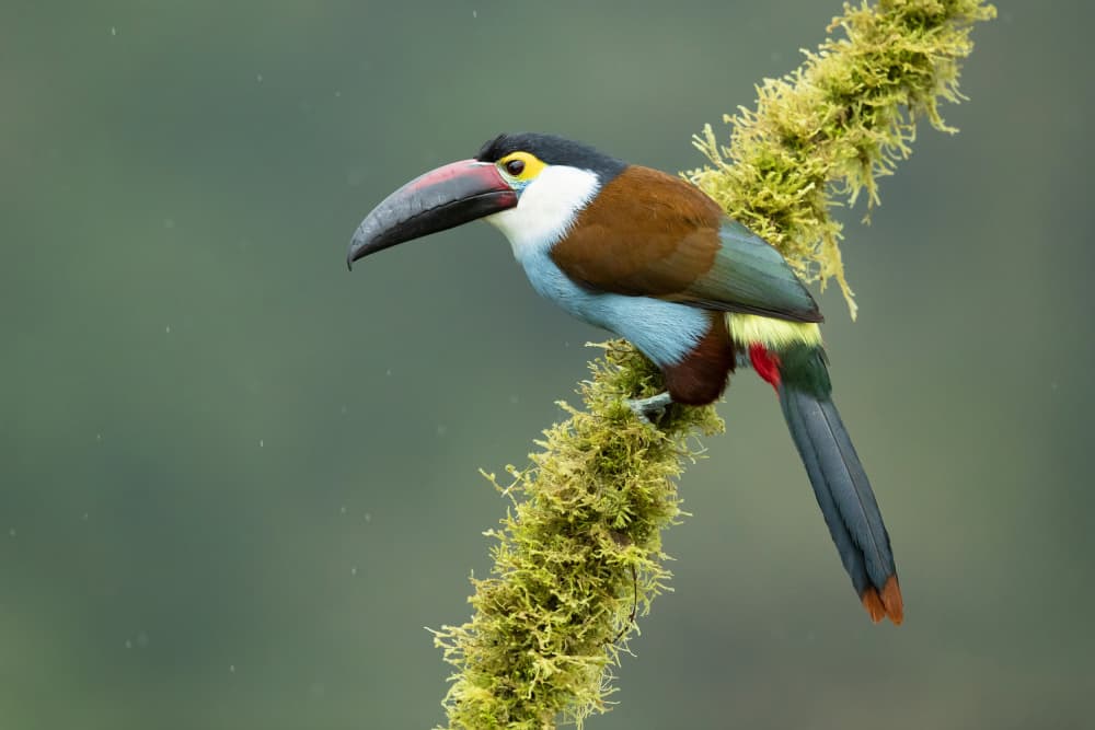 Collared Aracari on Moss by Milan Zygmunt — canvas wall art