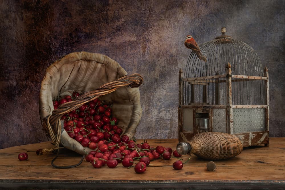 Vintage Birdcage and Cherries by Christian MARCEL — canvas wall art