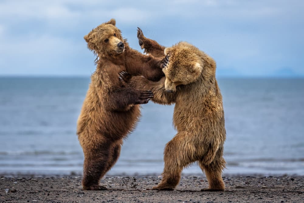 Grizzly Bear Playfight by Mark Strom — canvas wall art