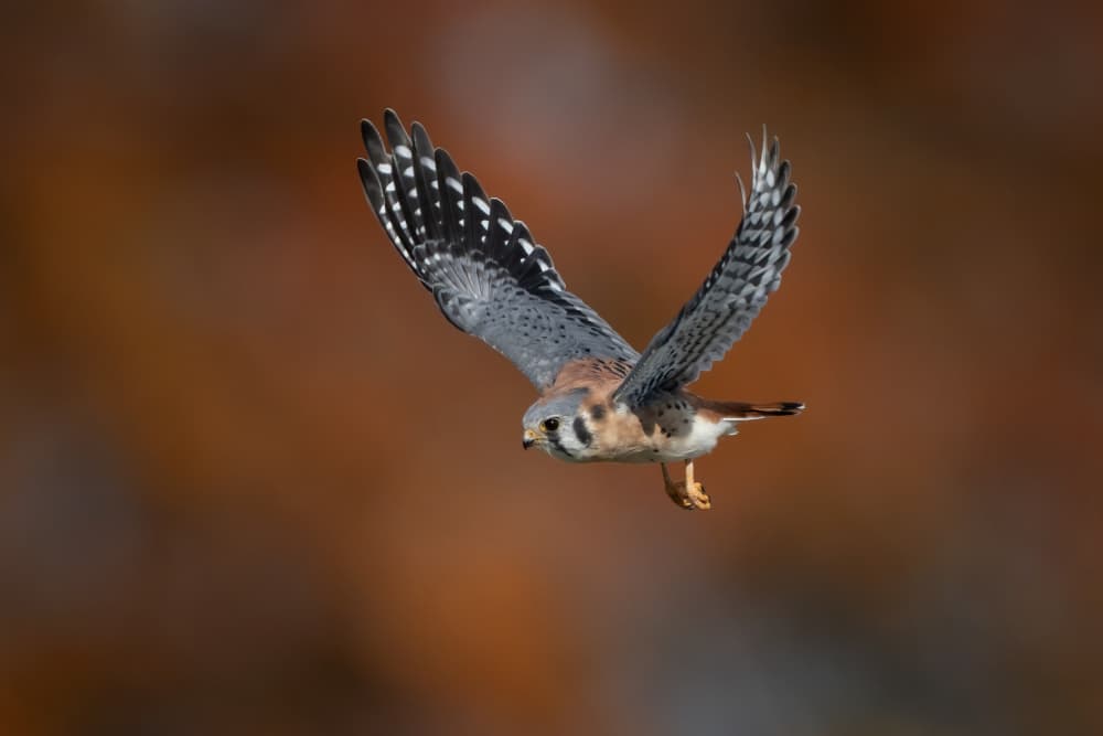 American Kestrel by Max Wang — canvas wall art