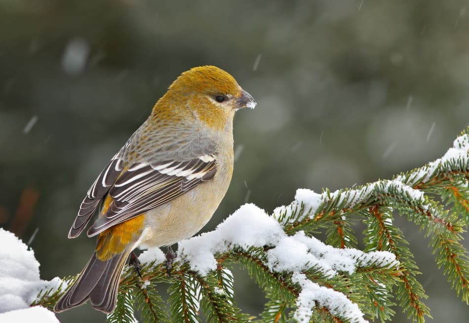 Peaceful Winter Bird by Mircea Costina — canvas wall art