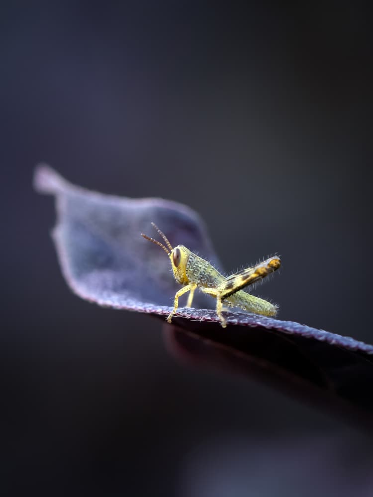 Tiny Green Grasshopper by Fauzan Maududdin — canvas wall art