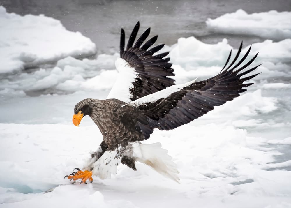 Steller's Eagle Winter Landing by Fion Wong — canvas wall art