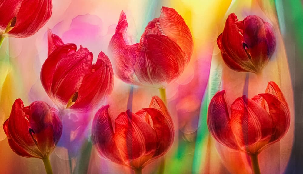 Vibrant Red Tulips by Hilda van der Lee — canvas wall art