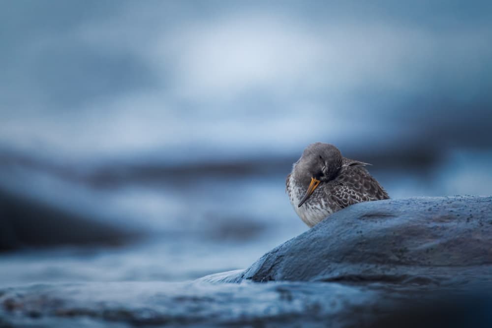 Peaceful Shorebird Rest by Magnus Renmyr — canvas wall art
