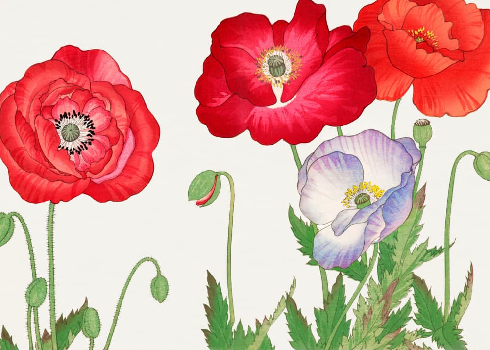 Vintage Poppy Flower No.2 by Tanigami Konan — canvas wall art