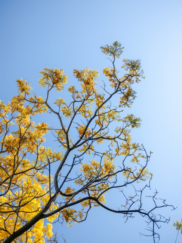 Yellow Bloom | Oaxaca Mexico by Raisa Zwart — canvas wall art