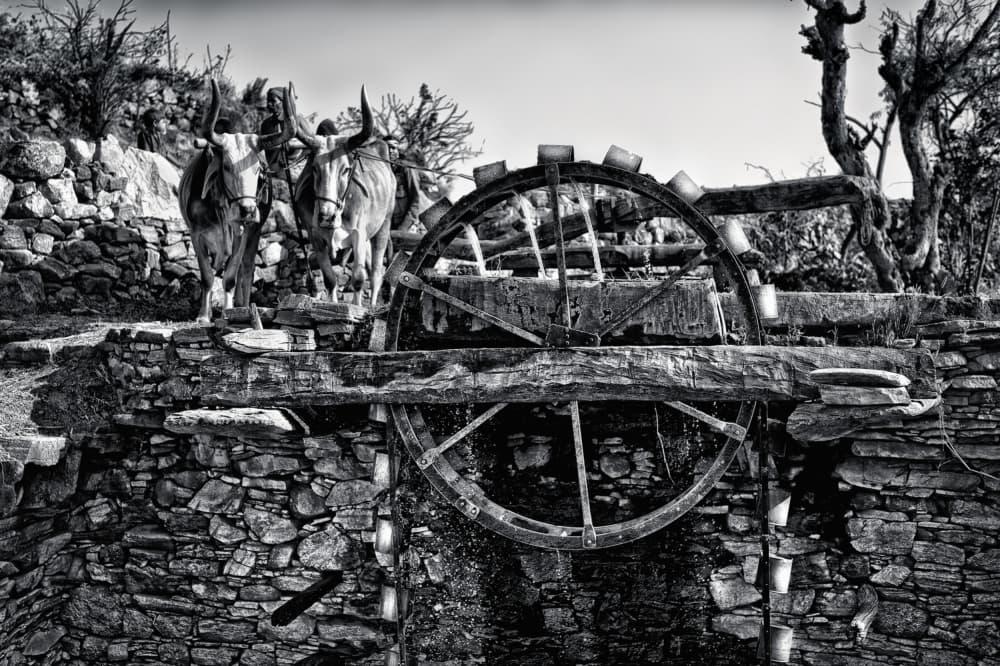 Traditional Oxen Water Wheel by Piet Flour — canvas wall art