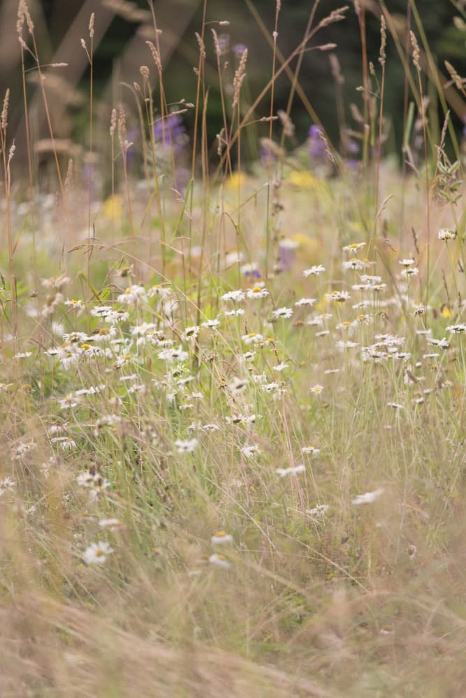 Daisies in Summer Field by Lynann Colligan — canvas wall art