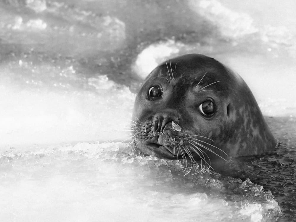 Curious Arctic Pup by Holger Droste — canvas wall art