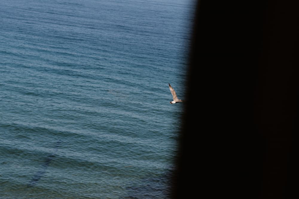 Seagull Over Blue Ocean by Aimee Giles — canvas wall art