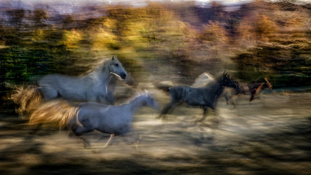 Running Wild Horses by Milan Malovrh — canvas wall art