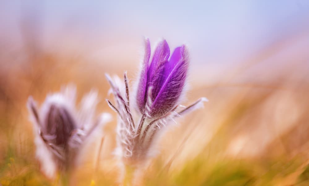 Fuzzy Purple Bloom by Ulrike Eisenmann — canvas wall art