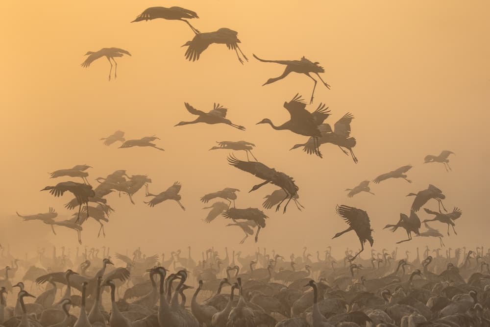 Golden Crane Flight by Natalia Rublina — canvas wall art
