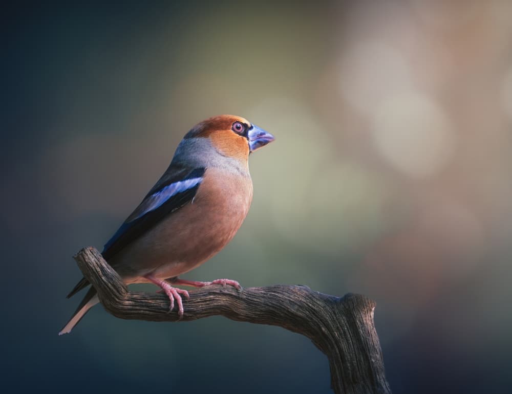Hawfinch Perched In Nature by joanaduenas — canvas wall art