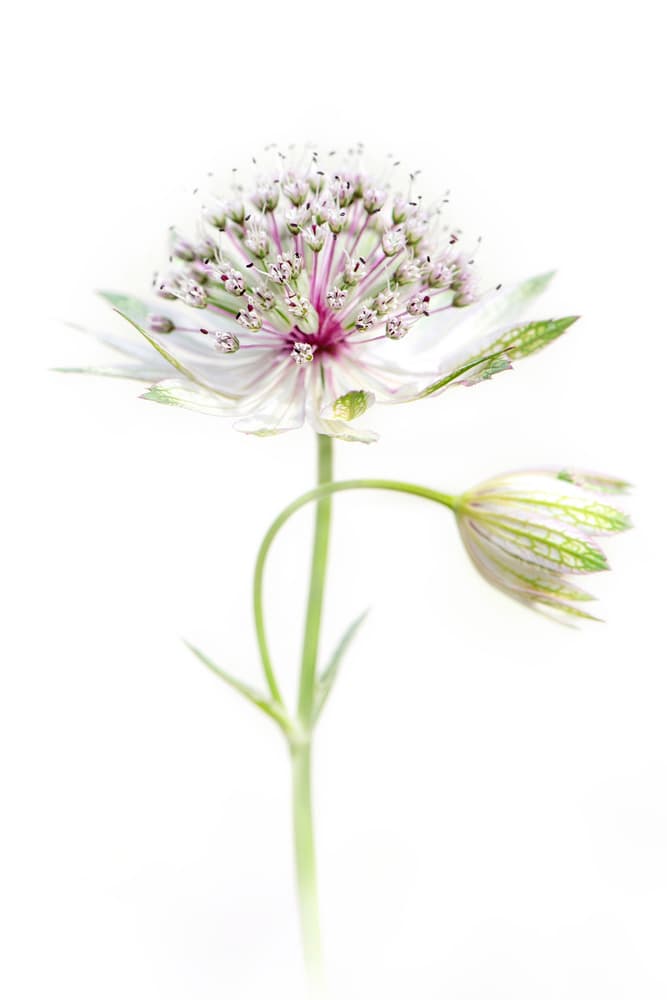 Delicate White Blossom by Jacky Parker — canvas wall art