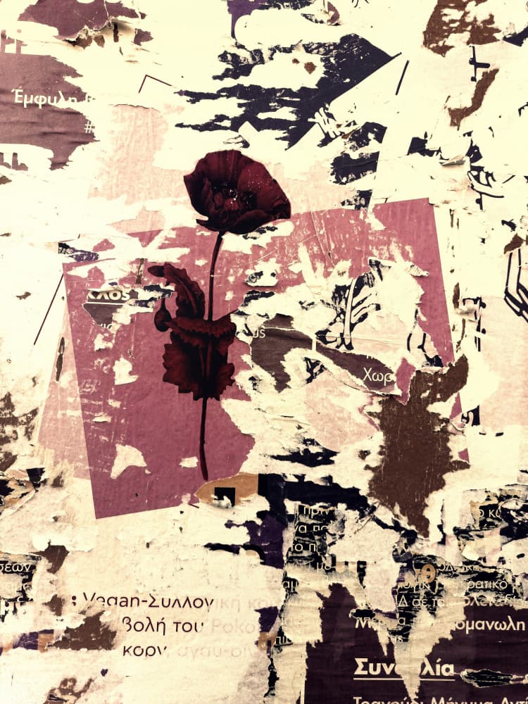 Urban Poppy Bloom by Petr Strnad — canvas wall art