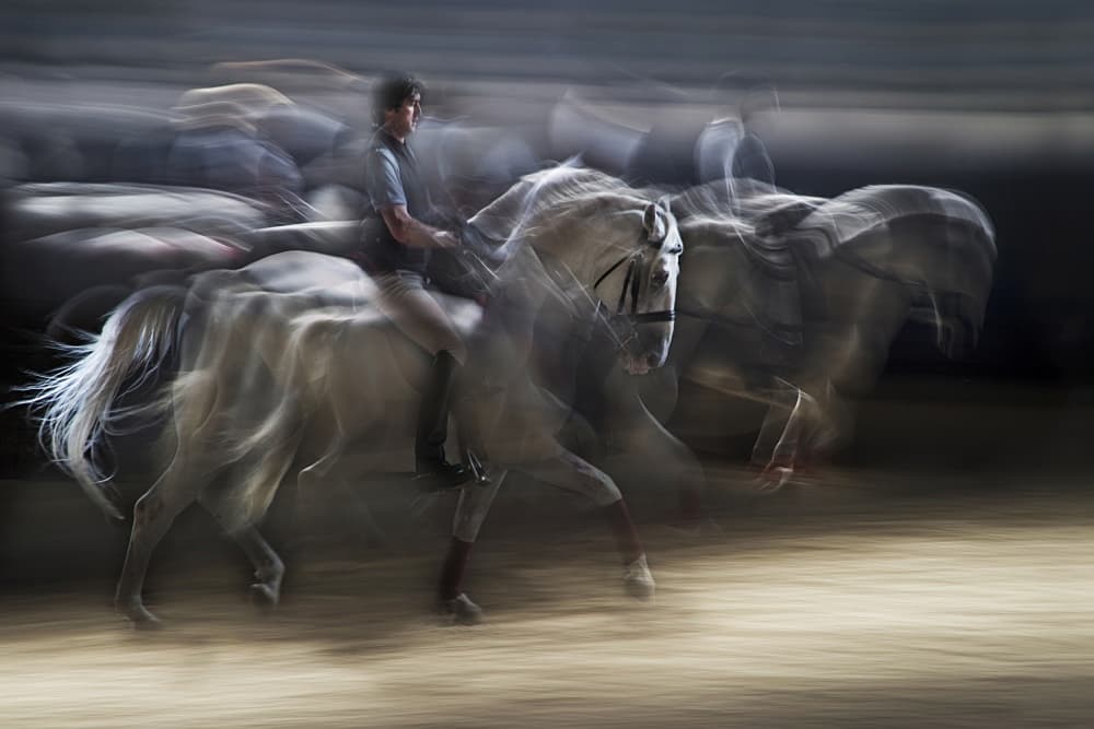 Galloping Horse Motion by Milan Malovrh — canvas wall art