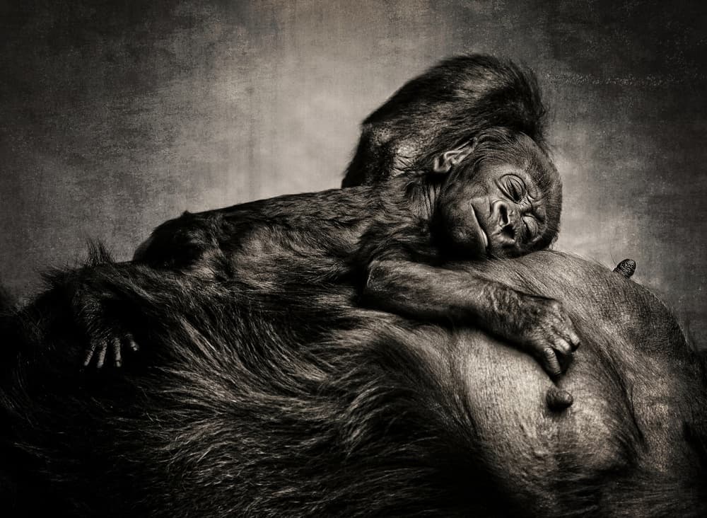 Sleeping Baby Gorilla by Antje Wenner-Braun — canvas wall art