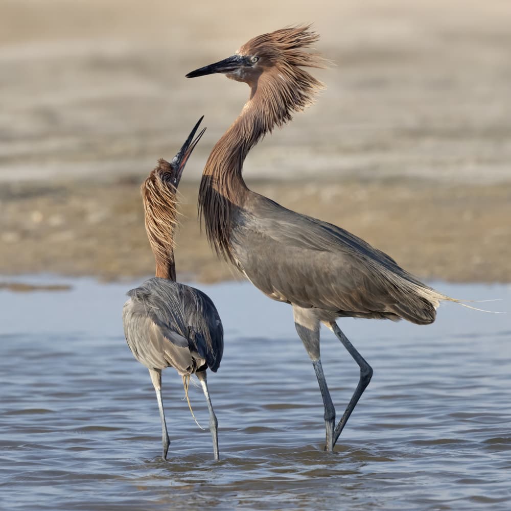 Graceful Reddish Egrets by Linda D Lester — canvas wall art