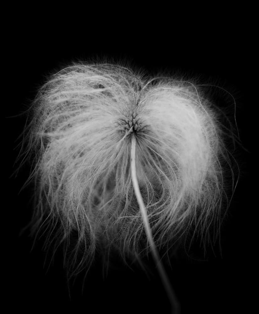 Delicate Fluffy Seed by Lotte Grønkjær — canvas wall art