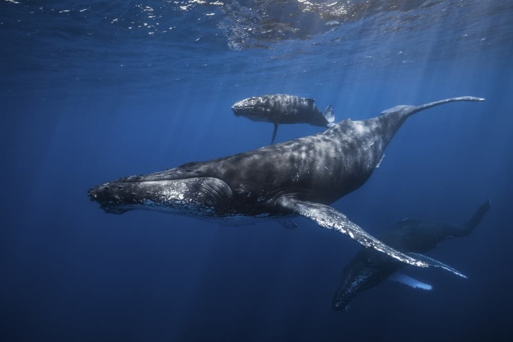 Humpback Whale Family by Barathieu Gabriel — canvas wall art