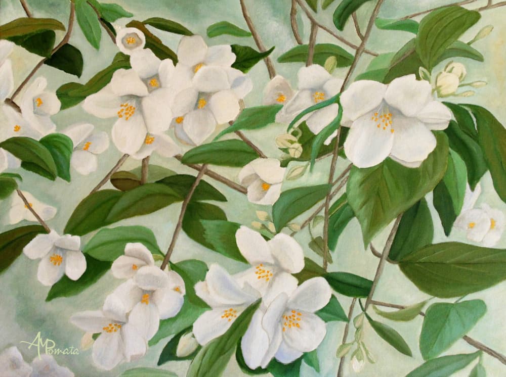 White Jasmine Blooms by Angeles M. Pomata — canvas wall art