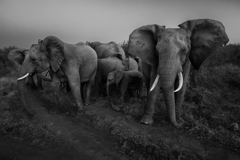Wild Elephant Herd by Siyu_Wei APA — canvas wall art