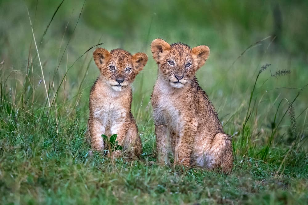 Curious Lion Cubs by Xavier Ortega — canvas wall art
