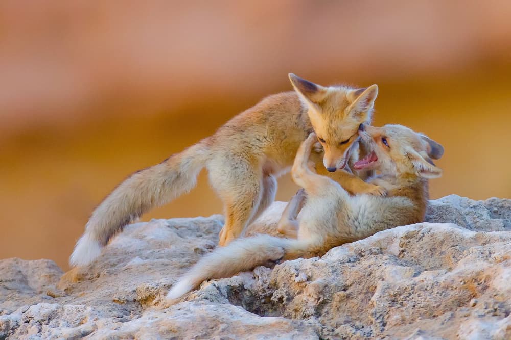 Playful Fox Pups by David Manusevich — canvas wall art