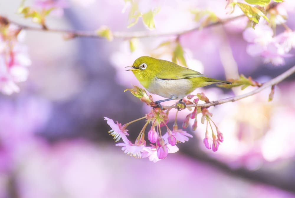 Pink Blossom Bird by Takashi Suzuki — canvas wall art