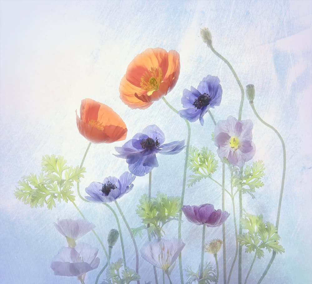 Colorful Ethereal Blooms by Catherine Wang — canvas wall art