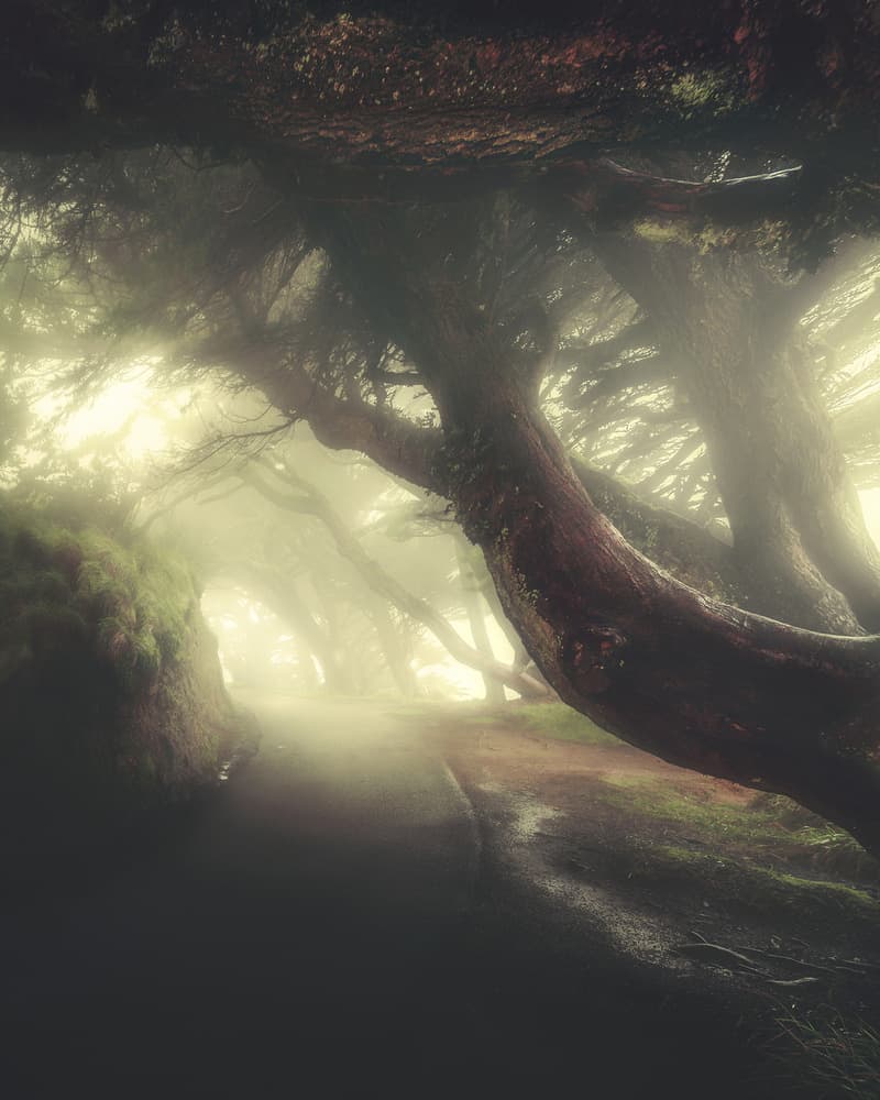 Misty Forest Path by David George — canvas wall art