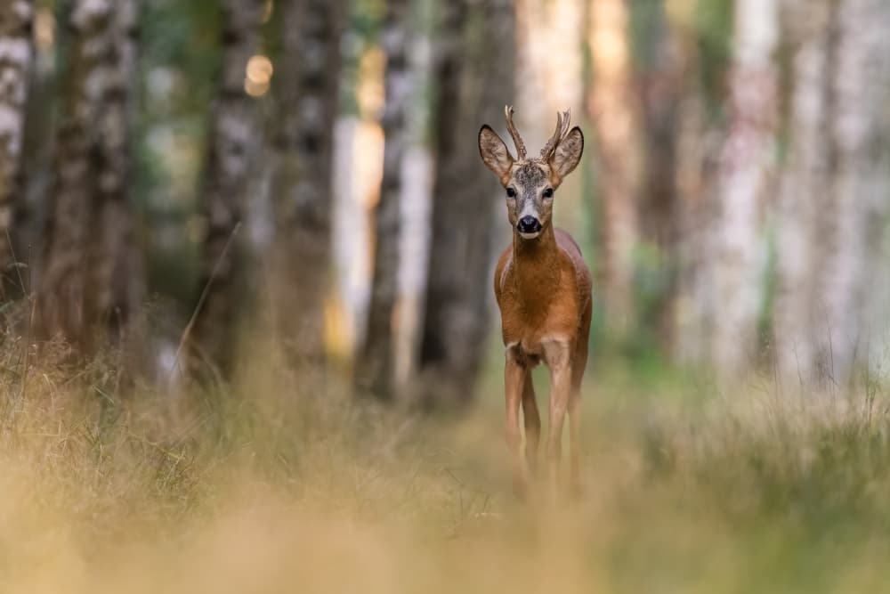 Golden Light Buck by Damian Stopczynski — canvas wall art