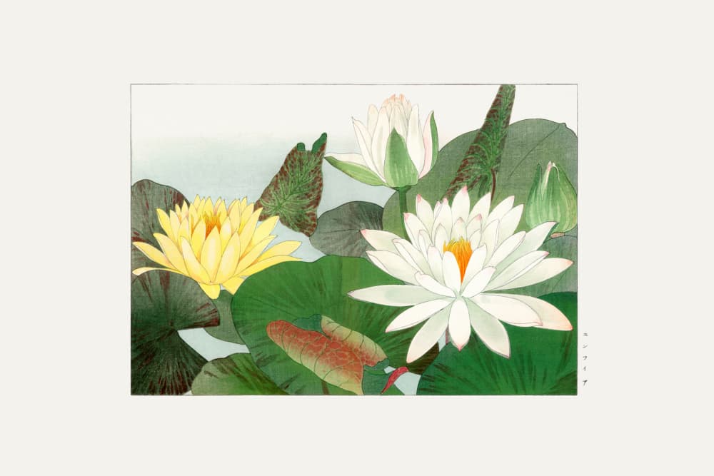 Nymphaea Lotus by Tanigami Konan — canvas wall art