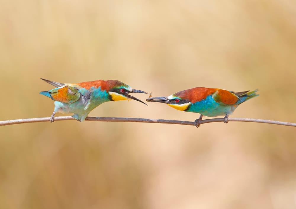 Colorful Birds Feeding by Shlomo Waldmann — canvas wall art