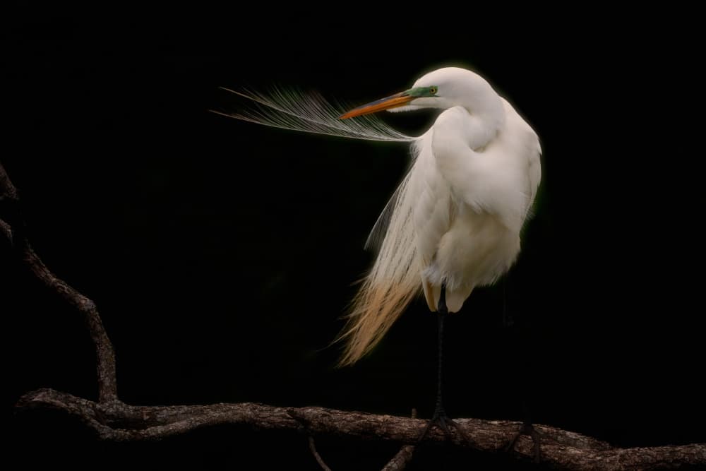 Elegant Egret Perched by Sheila Xu — canvas wall art