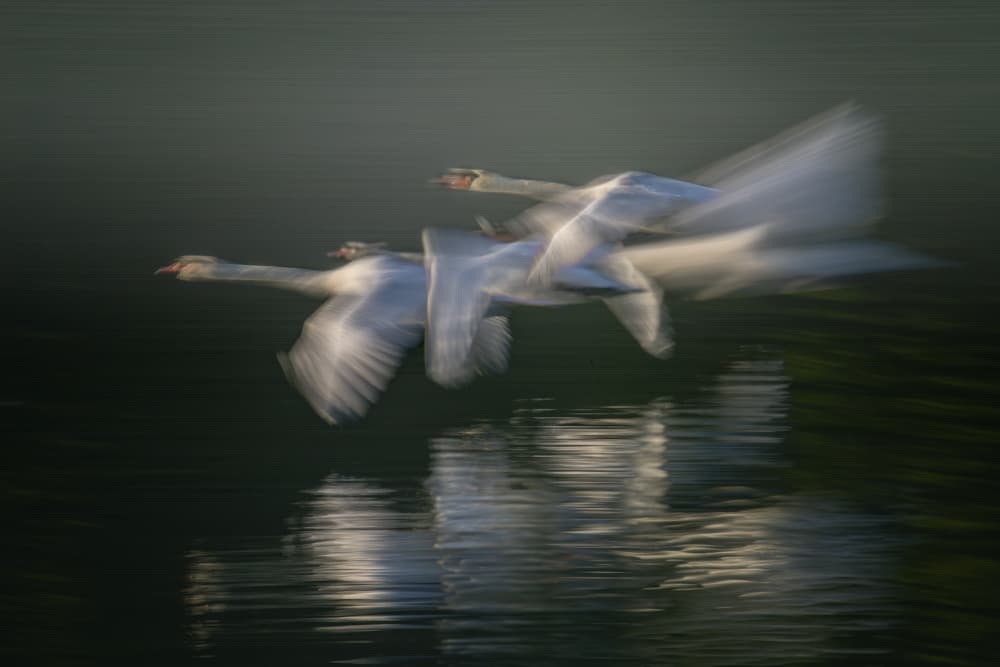 Graceful Swans in Flight by Milan Malovrh — canvas wall art