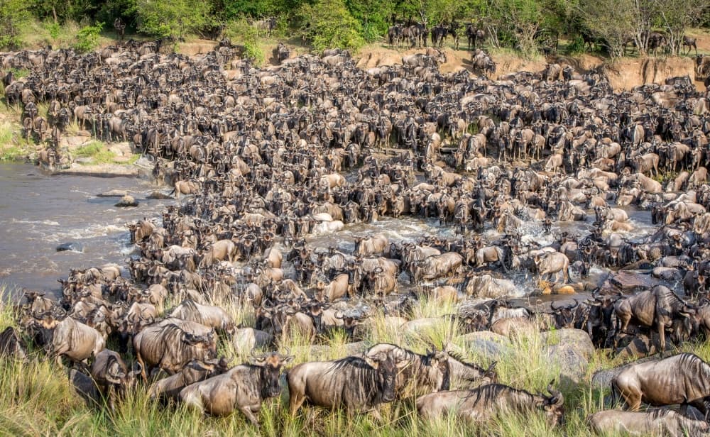 Wildebeest River Crossing by Jeffrey C. Sink — canvas wall art