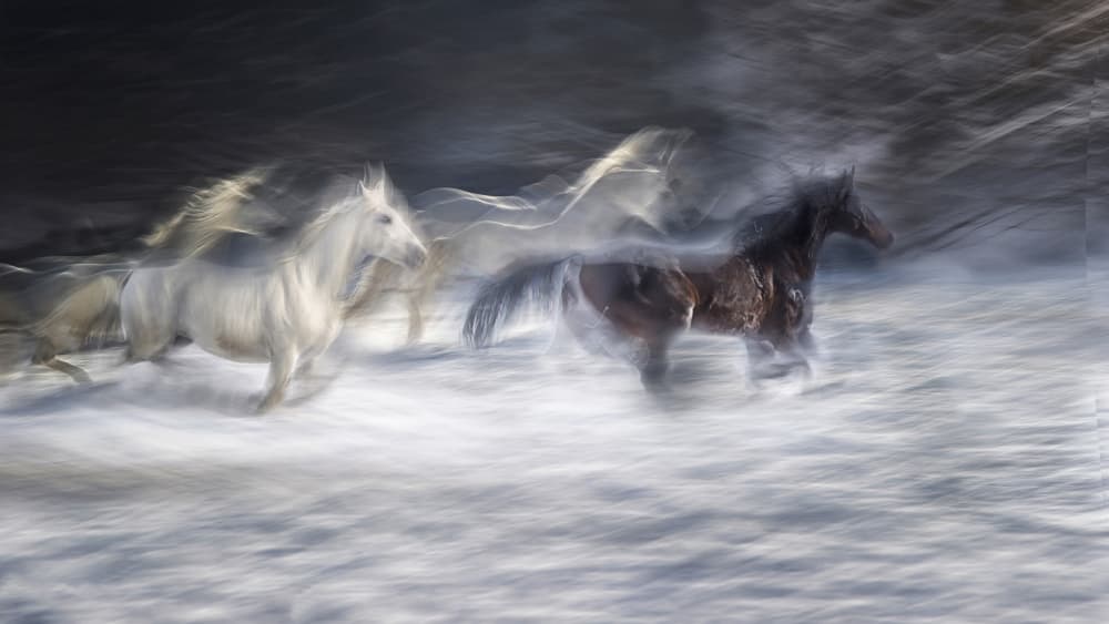 Dynamic Running Horses by Milan Malovrh — canvas wall art