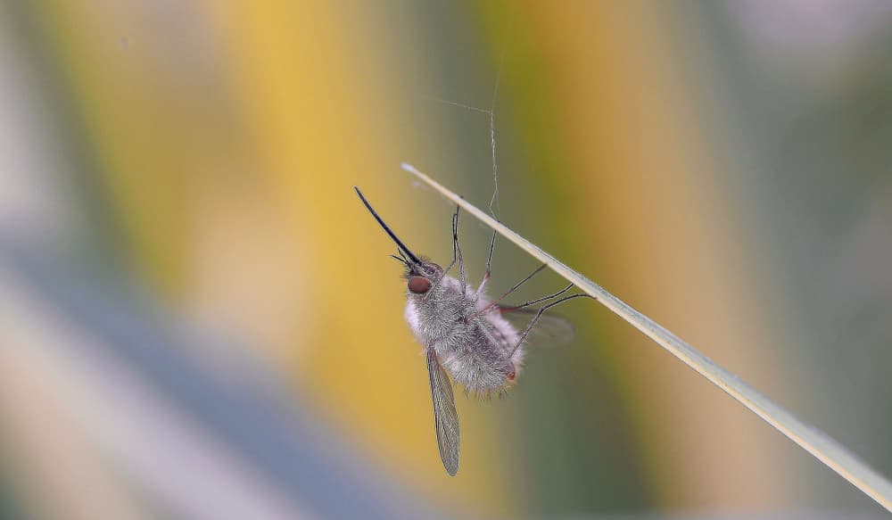 Fuzzy Bee Fly On Grass by Thierry Dufour — canvas wall art