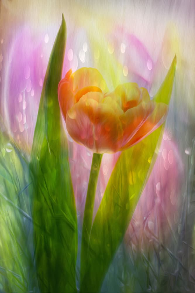 Ethereal Tulip Bloom by Hilda van der Lee — canvas wall art