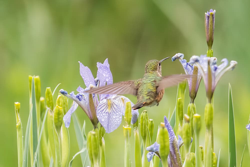 Hummingbird In Iris Garden by Jay Zhu — canvas wall art