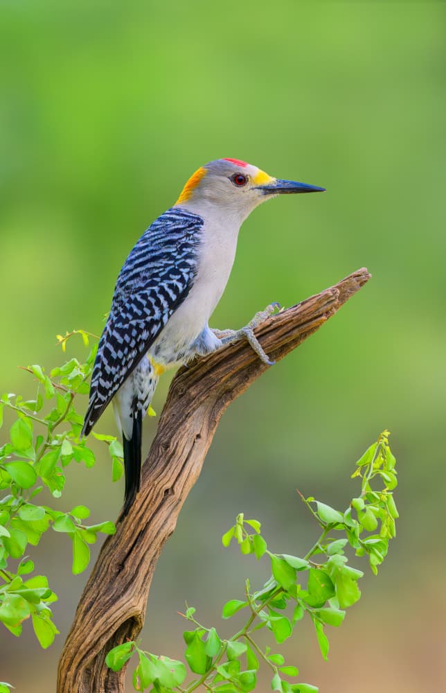 Vibrant Woodpecker Perched by Mike He — canvas wall art